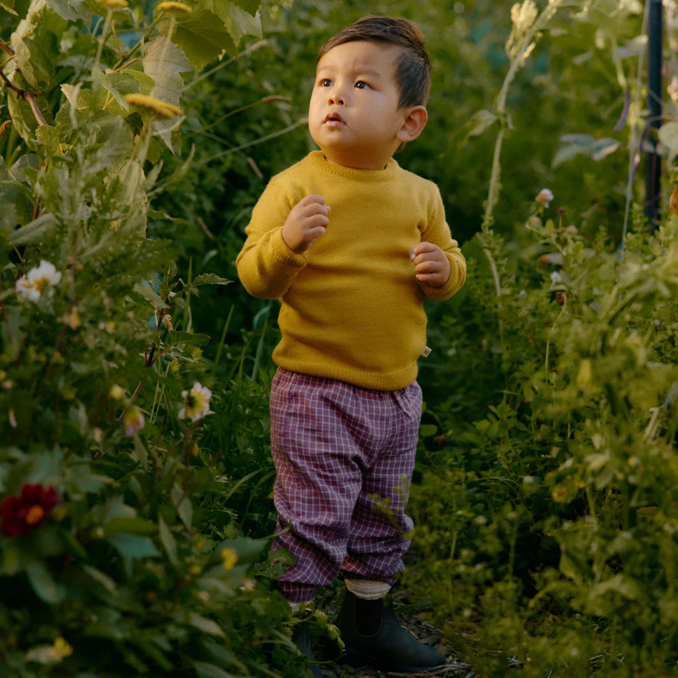 Merino Knit Pullover - Yellow Sun - Image 2